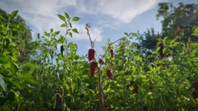 Plantation de piments